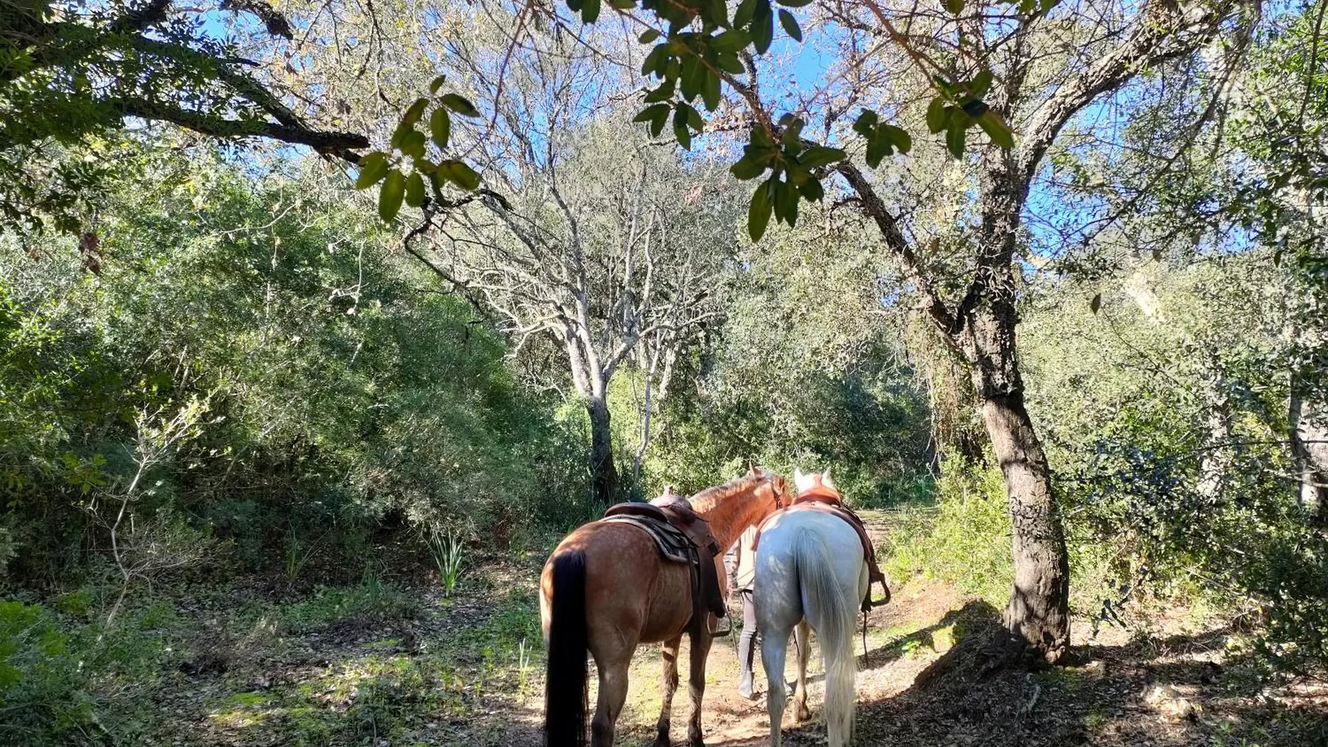 Cabana Rustica En Un Rancho Con Caballos, Prado Del Rey, Andalucia