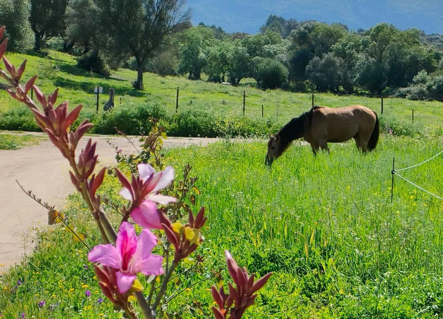 Cabana Rustica En Un Rancho Con Caballos, Prado Del Rey, Andalucia Camping