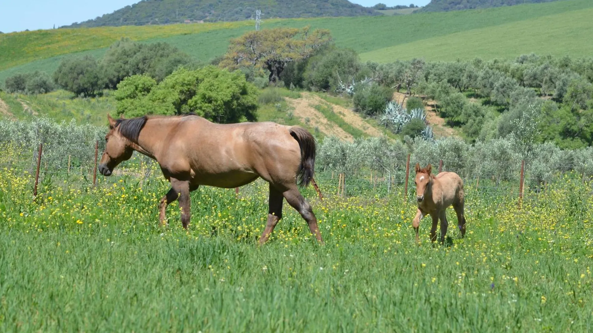 Camping Cabana Rustica En Un Rancho Con Caballos, Prado Del Rey, Andalucia