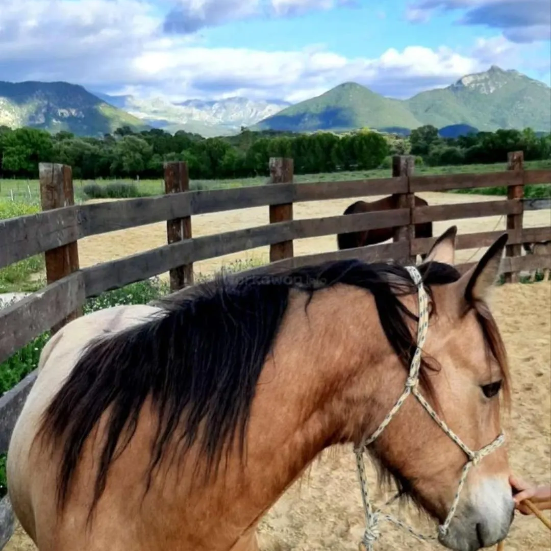 Cabana Rustica En Un Rancho Con Caballos, Prado Del Rey, Andalucia Camping